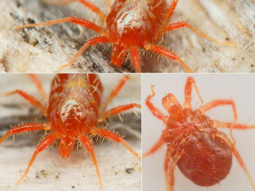 Erythracarus parietinus